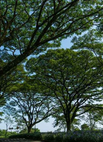 Green Tunnel